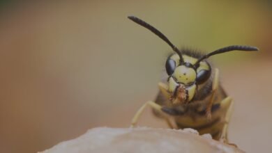 Wasp Extermination