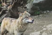 alpha stream model identifier and dynamics