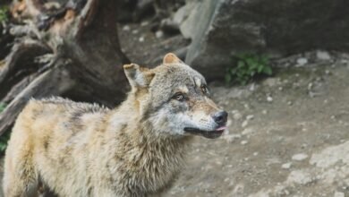 alpha stream model identifier and dynamics