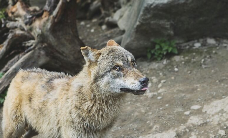 alpha stream model identifier and dynamics