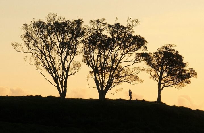 apex lane opportunity surge