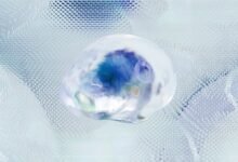 neural apex stellar grid